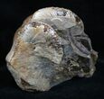 Very Displayable / Inch Hoploscaphites Ammonite #2058-1